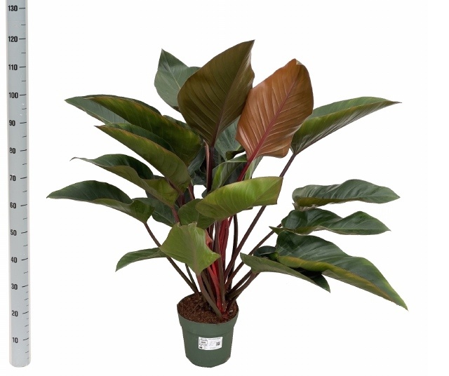 Phil Red Beauty 27P 110H 3stek