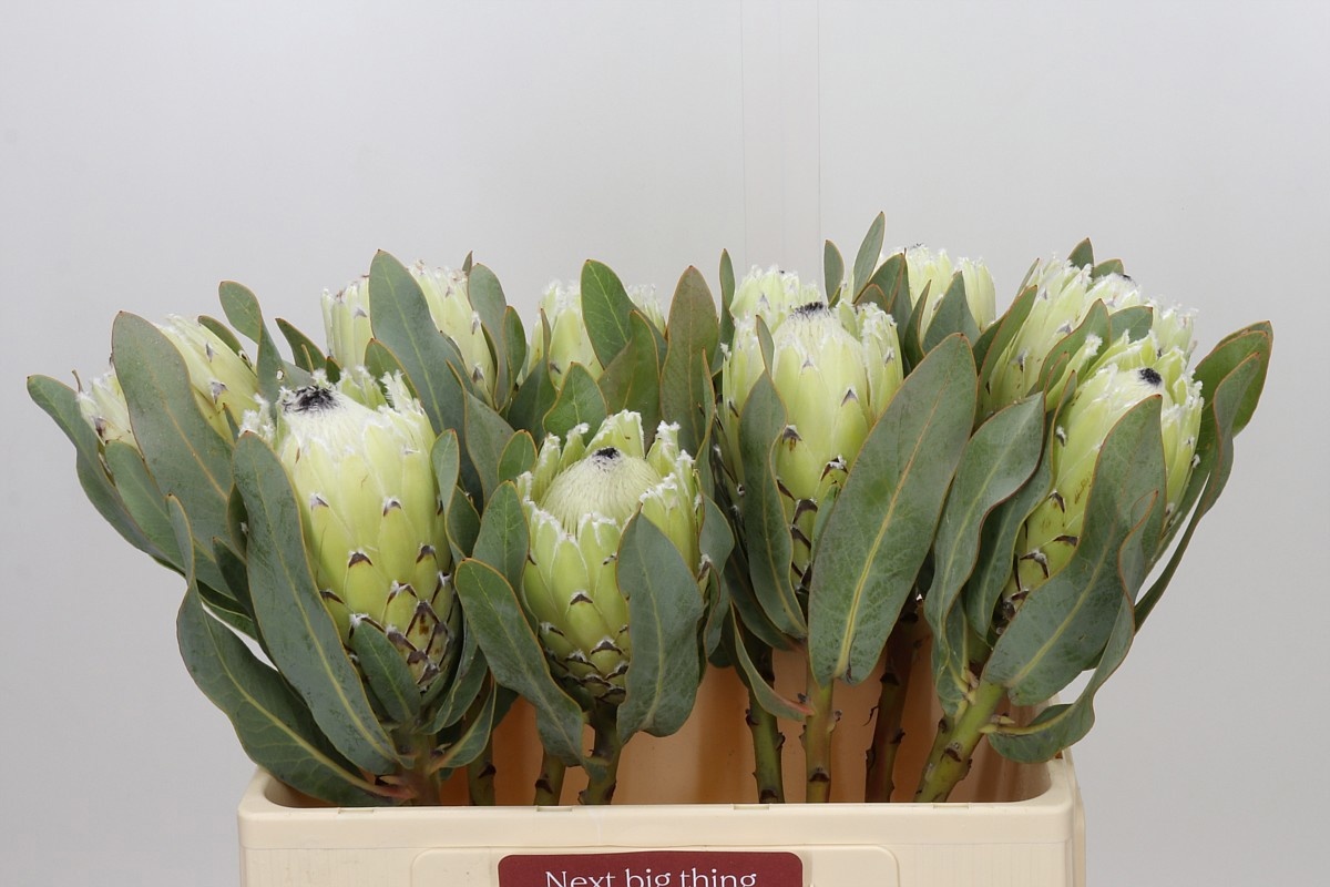 Protea M Polar Princ 50cm