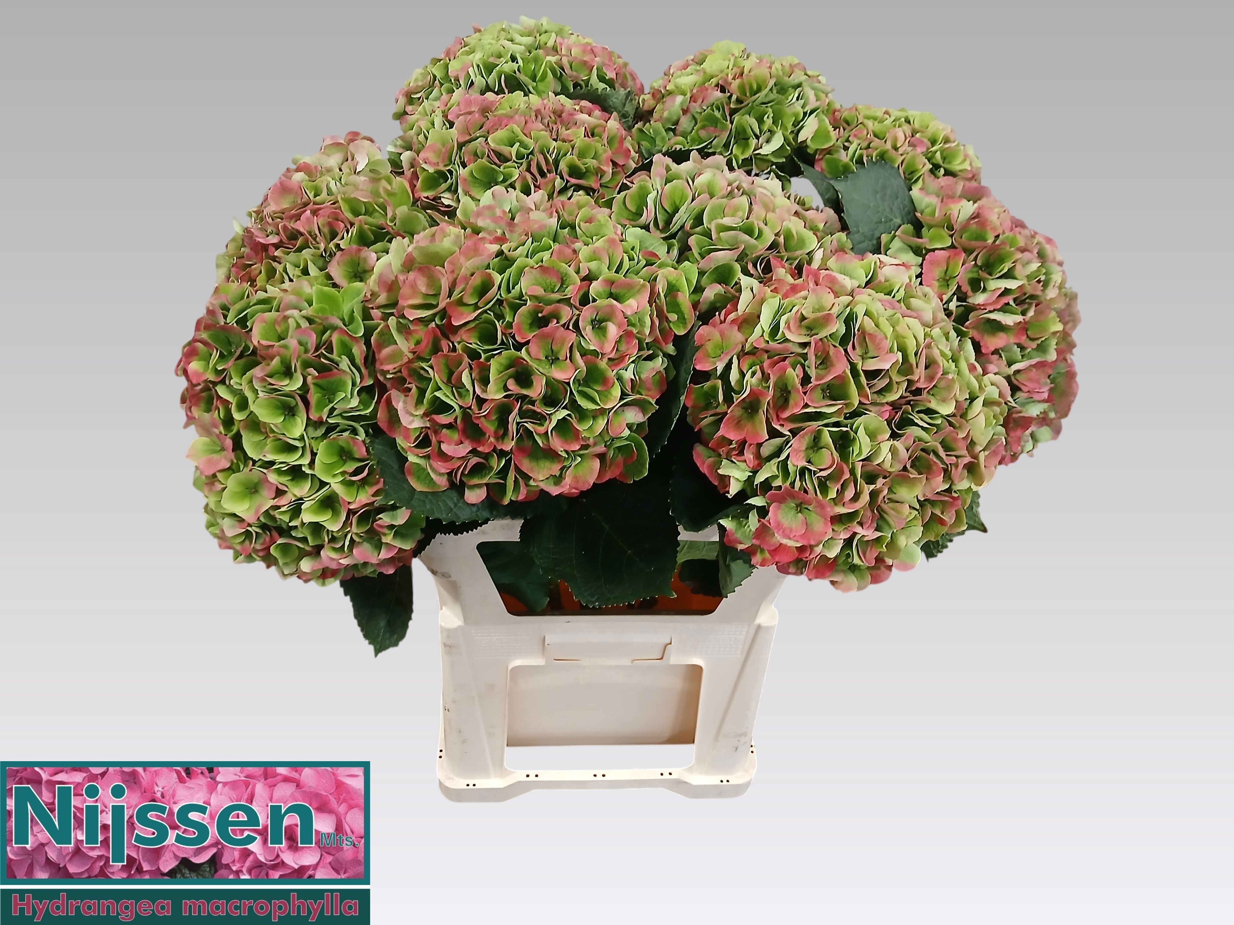 Hydrangea Opal Clas Pink 80cm 24Ø