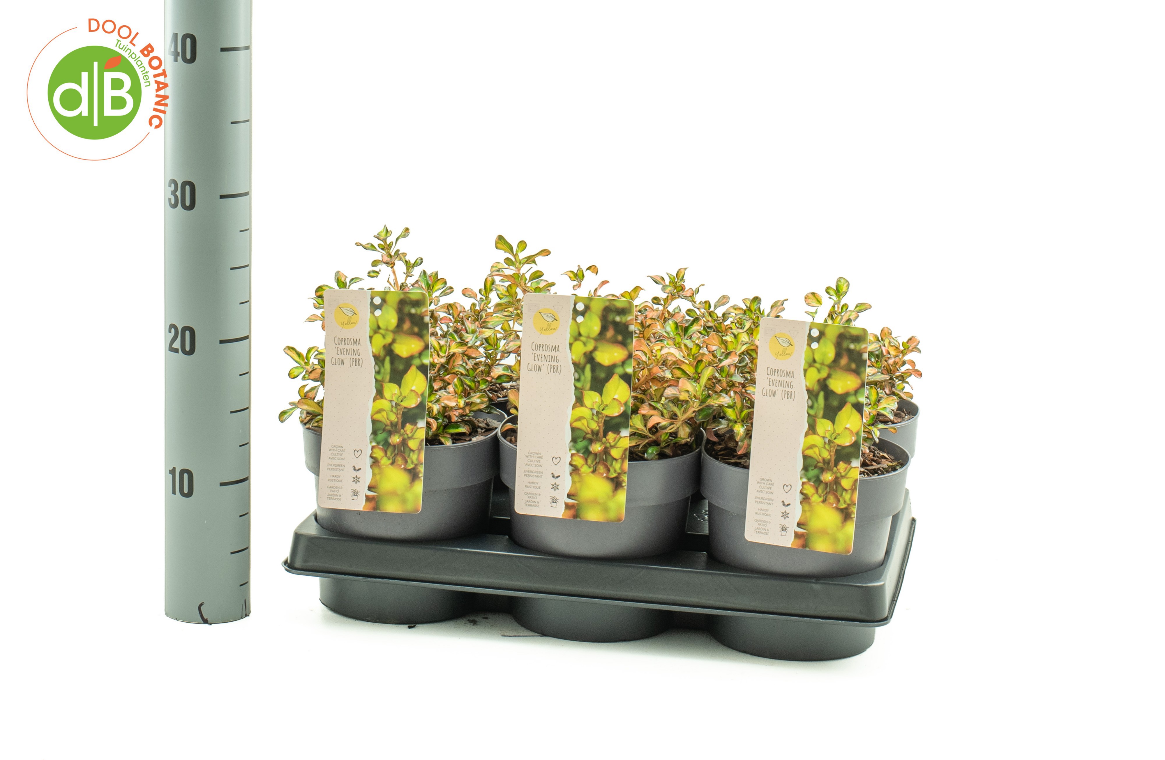 Coprosma 'Evening Glow' 'Color Festival serie'
