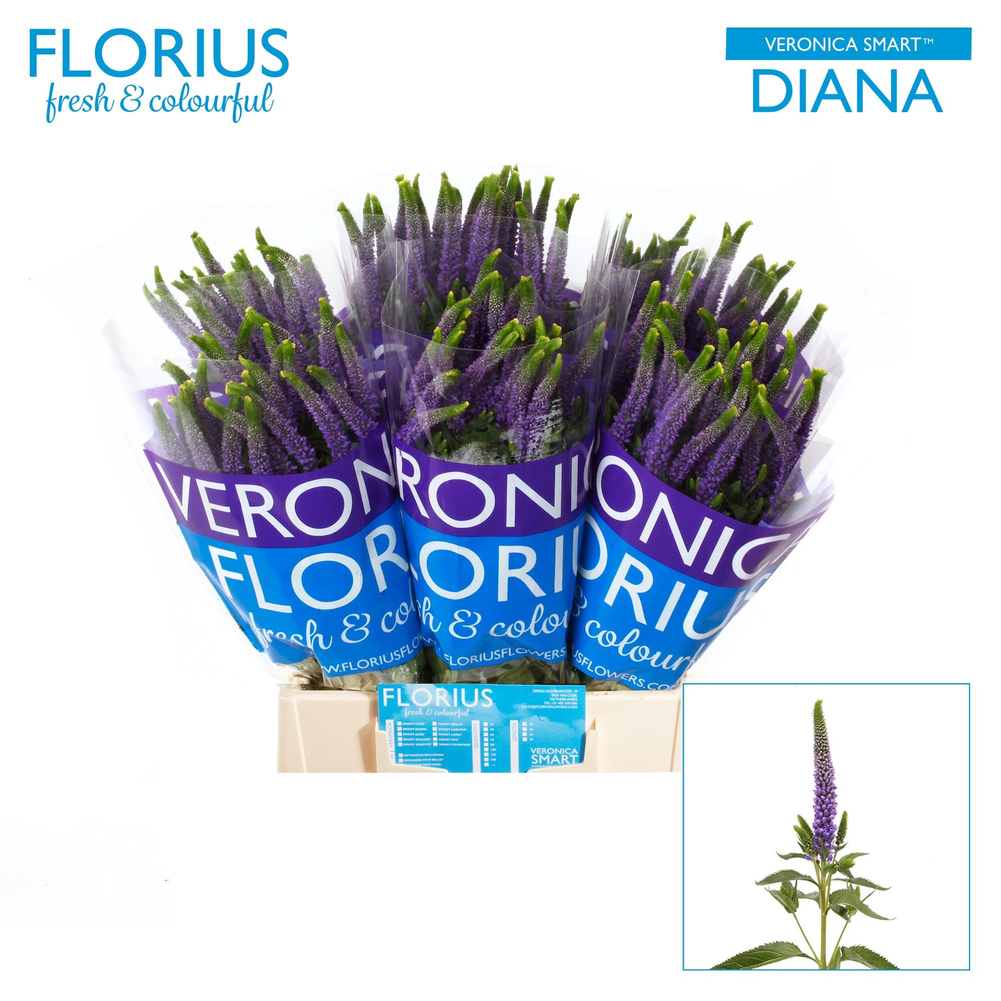 Veron Clea Diana