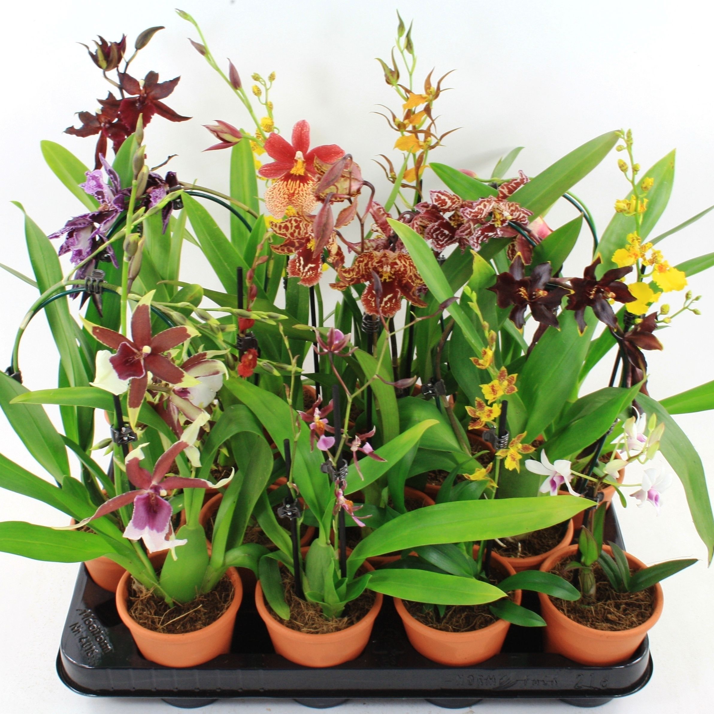 Orchideeen Gemengd