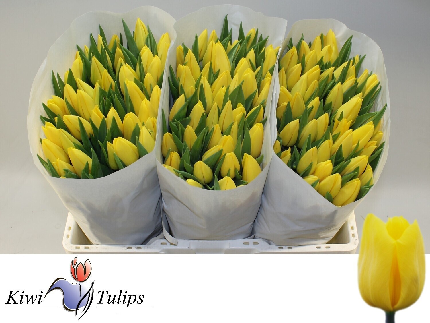 Tulipa Strong Gold 40cm 30gram