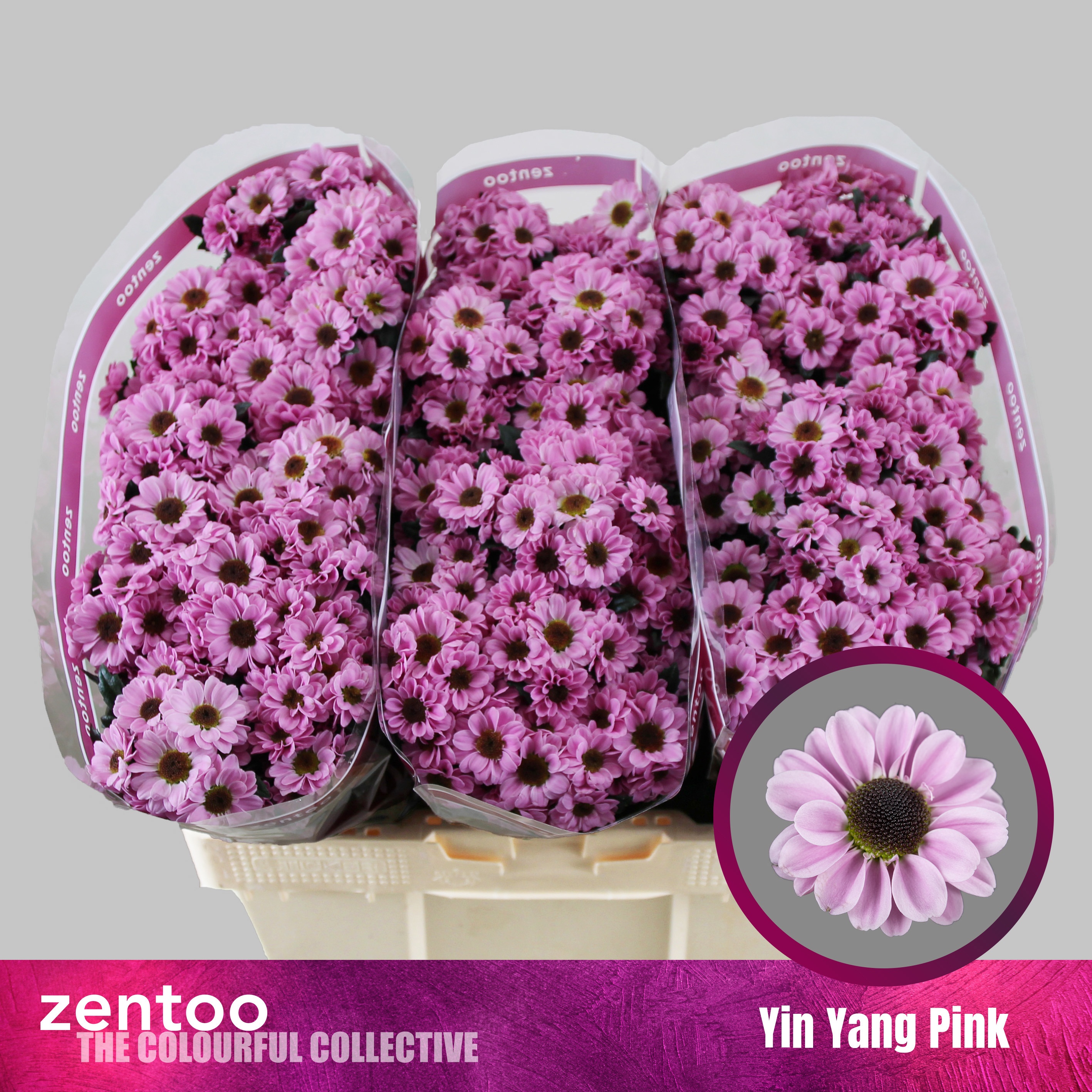 Chr S Yin Yang Pink