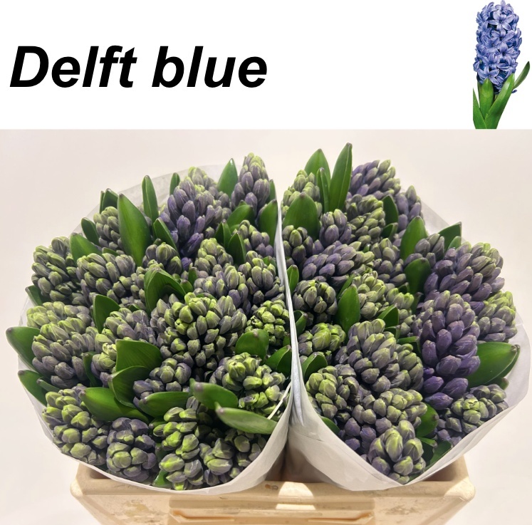 Hyac Delft Blue