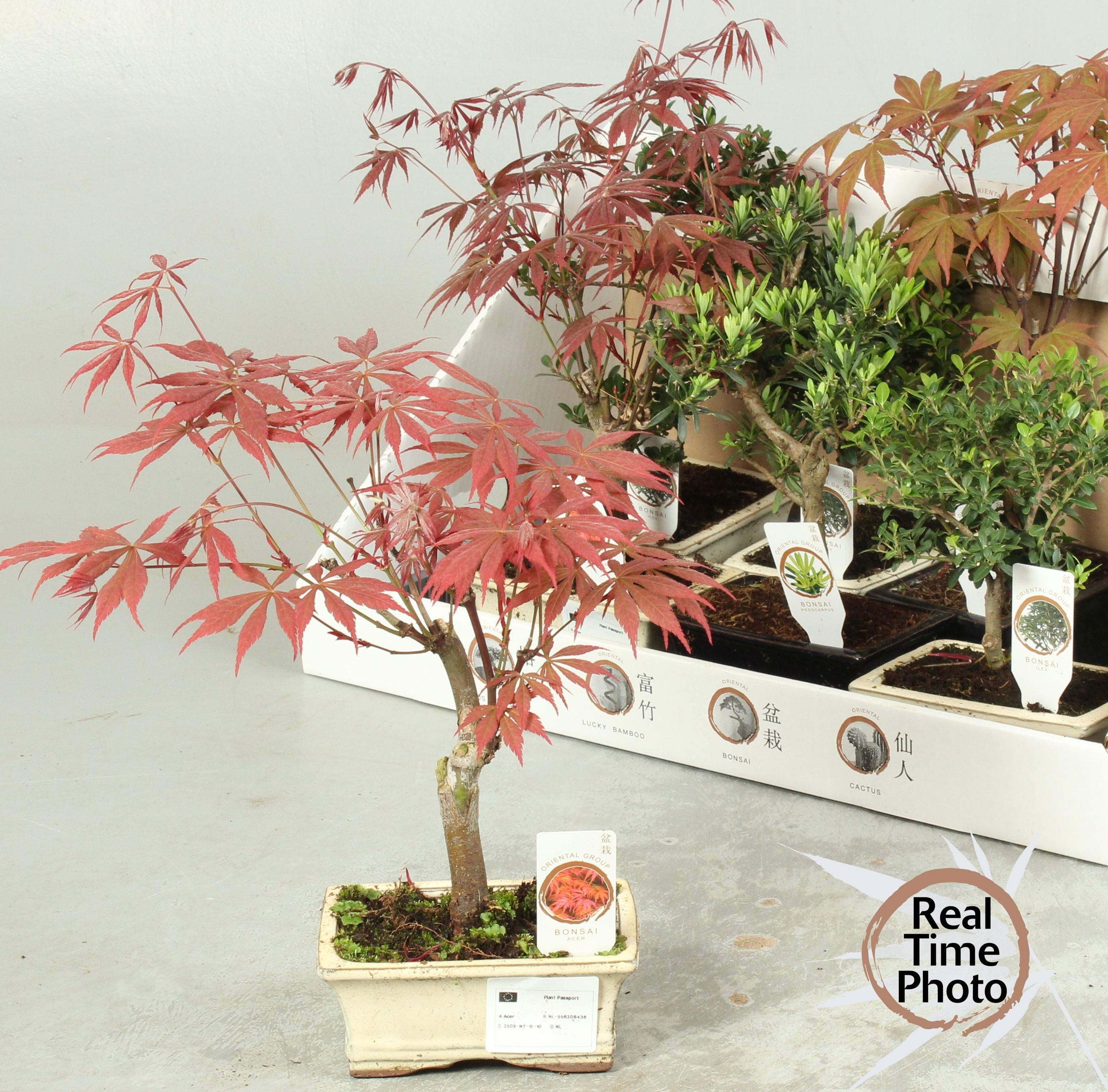 judasbaum bonsai samen Einzigartige Bonsai Samen mit hoher Keimrate main image 1