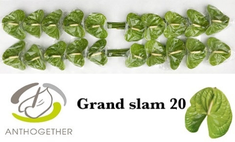 Anth A Grand Slam X20