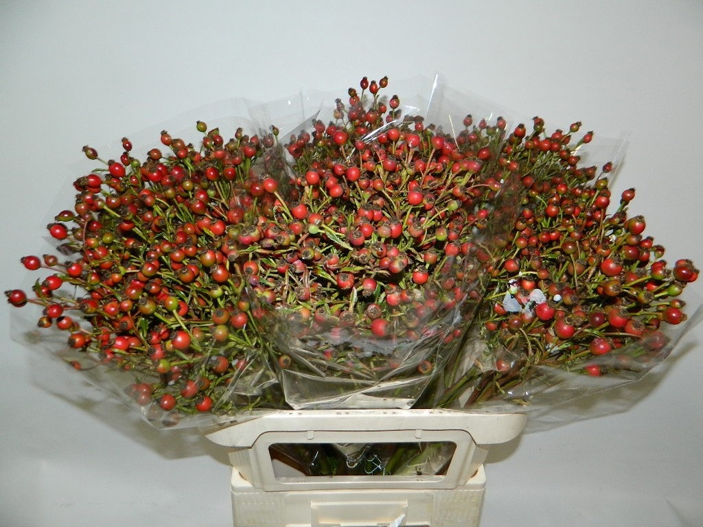 Berries / Branches