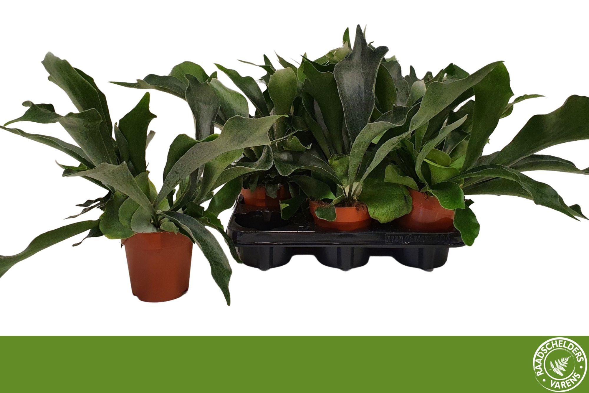 Platycerium bifurcatum | Gardenline