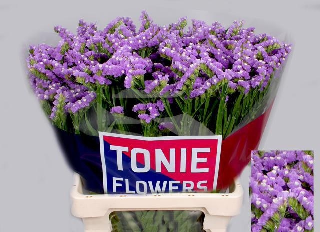 Limonium Sinuatum Tessa Malva 60cm 50gr.