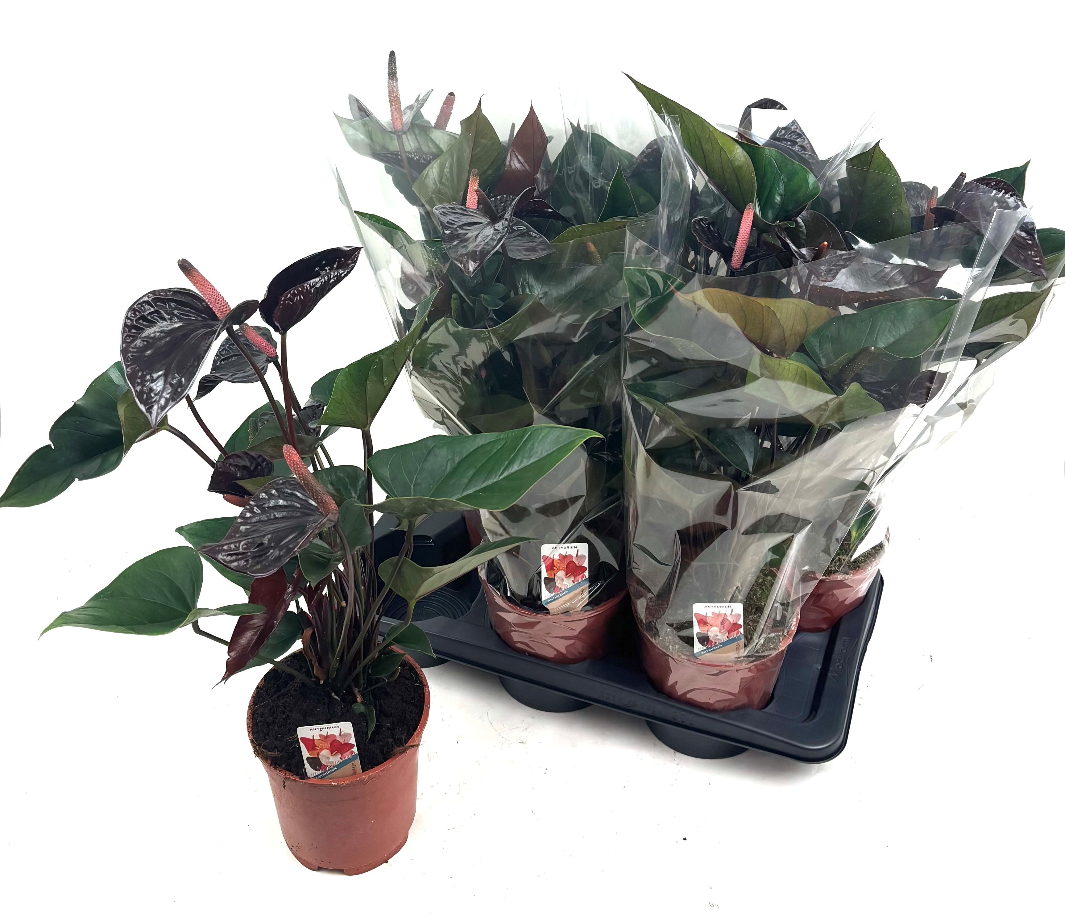 Anthurium (Andreanum) Beauty Black | Gardenline