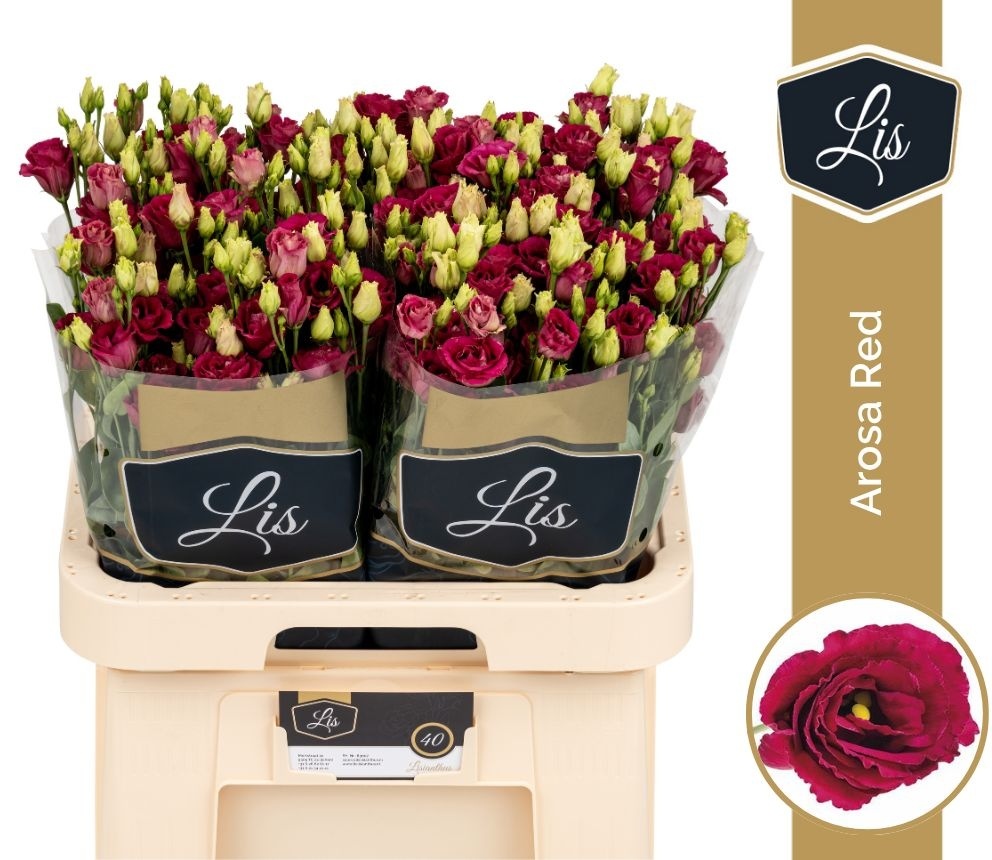 Lisianthus Double Arosa Red 70cm