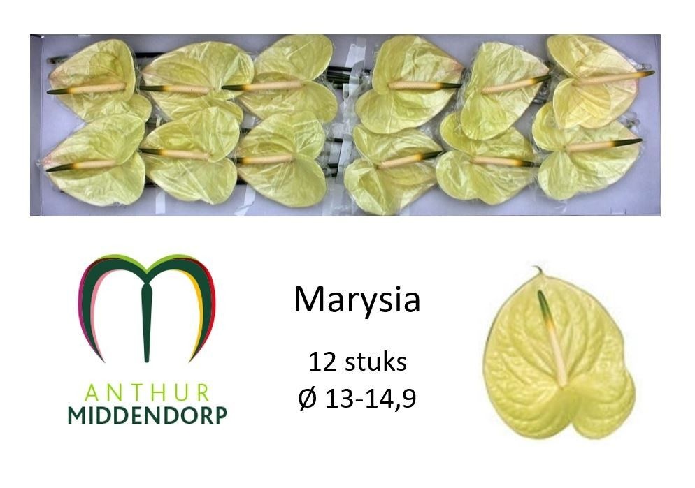 Anth A Marysia X12