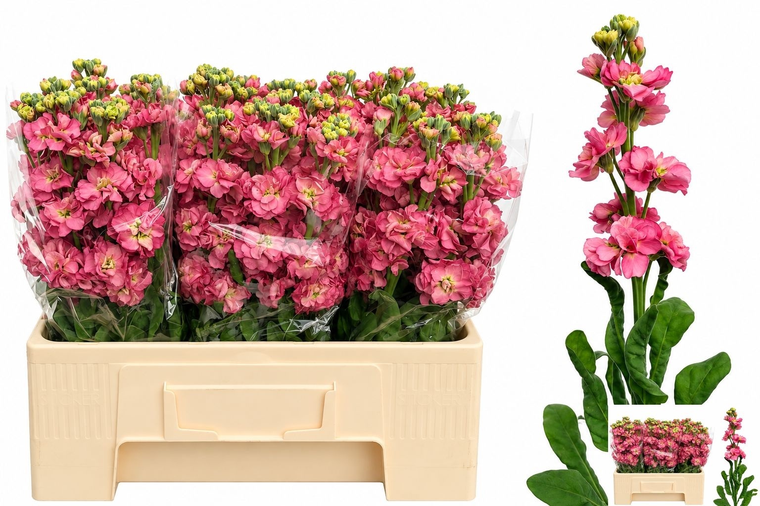 Matthiola StoX Antique Rose 58cm