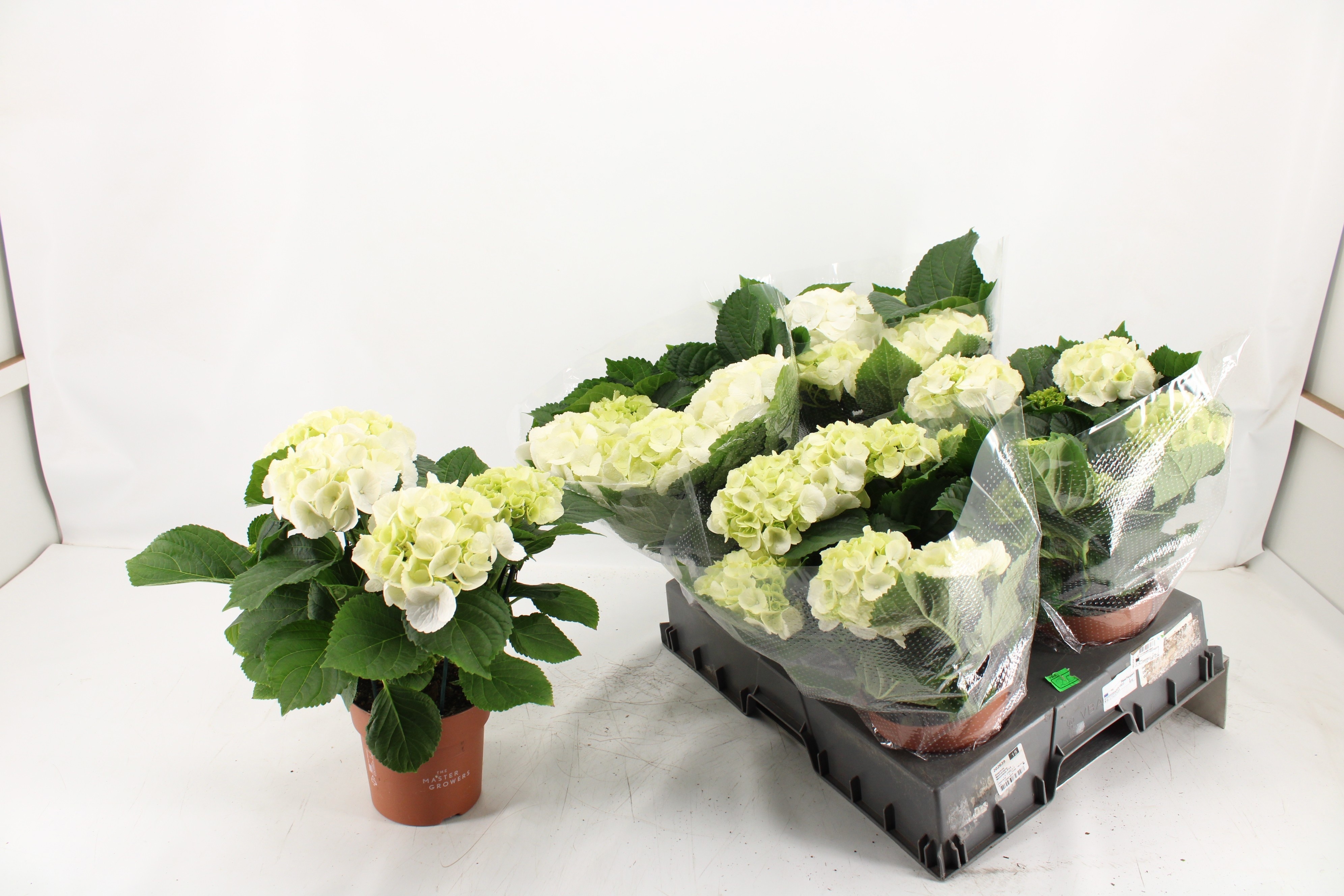 Hydr M Schneeball 5+