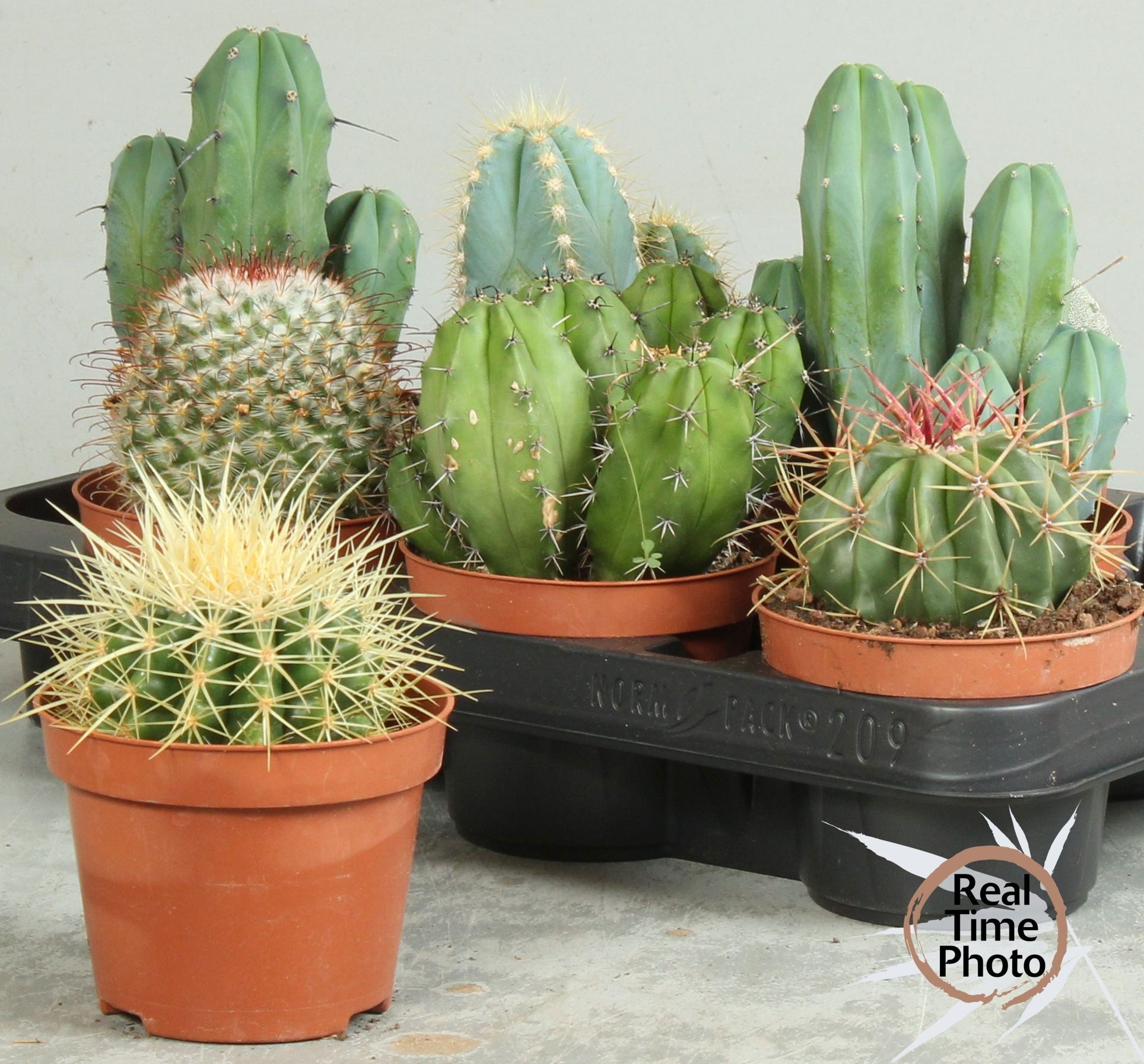 Cactus | Gardenline