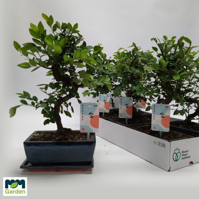 Bonsai | Gardenline