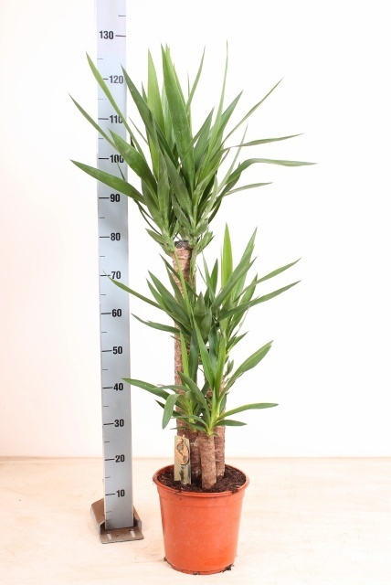 Yucca 754520