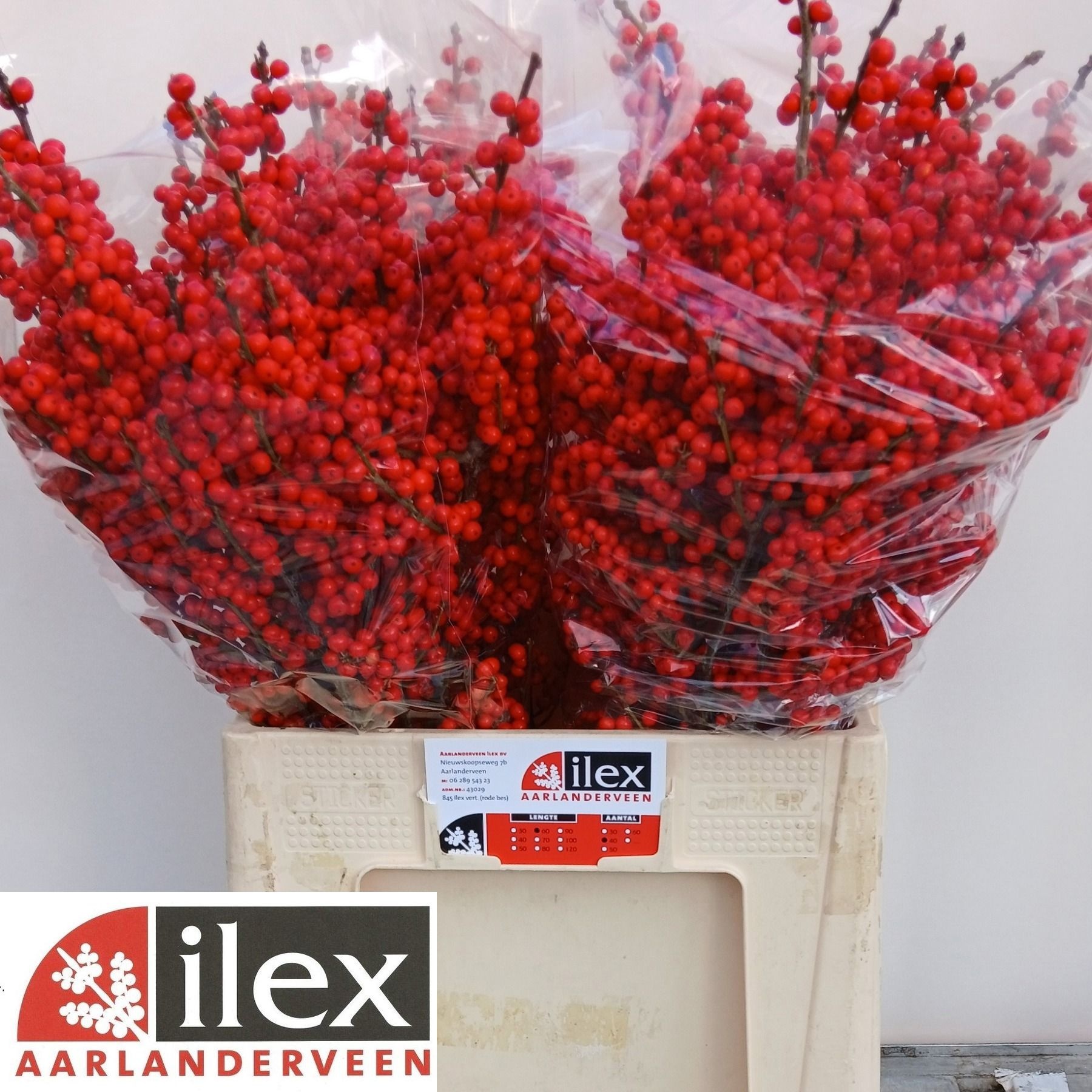 Berries / Branches
