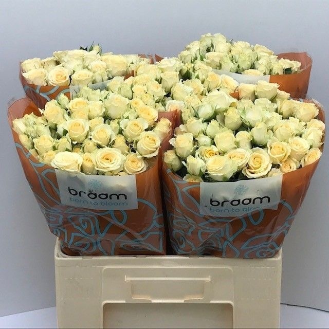 Rosa Spray Sancerre 60cm