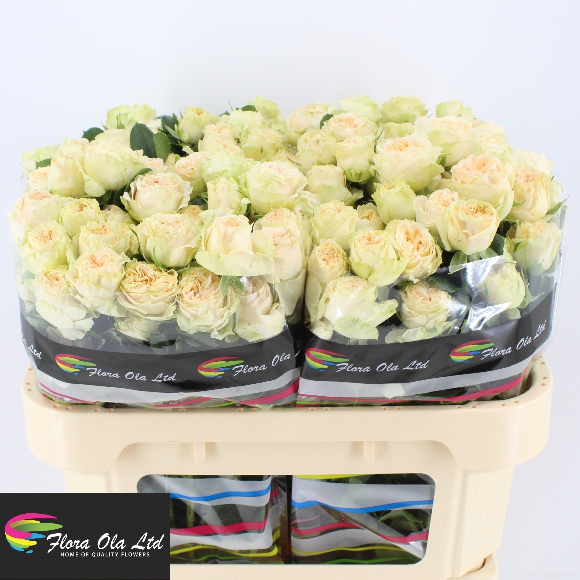Rosa Spray Summerose 70cm