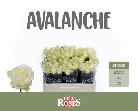 R Gr Avalanche X 60