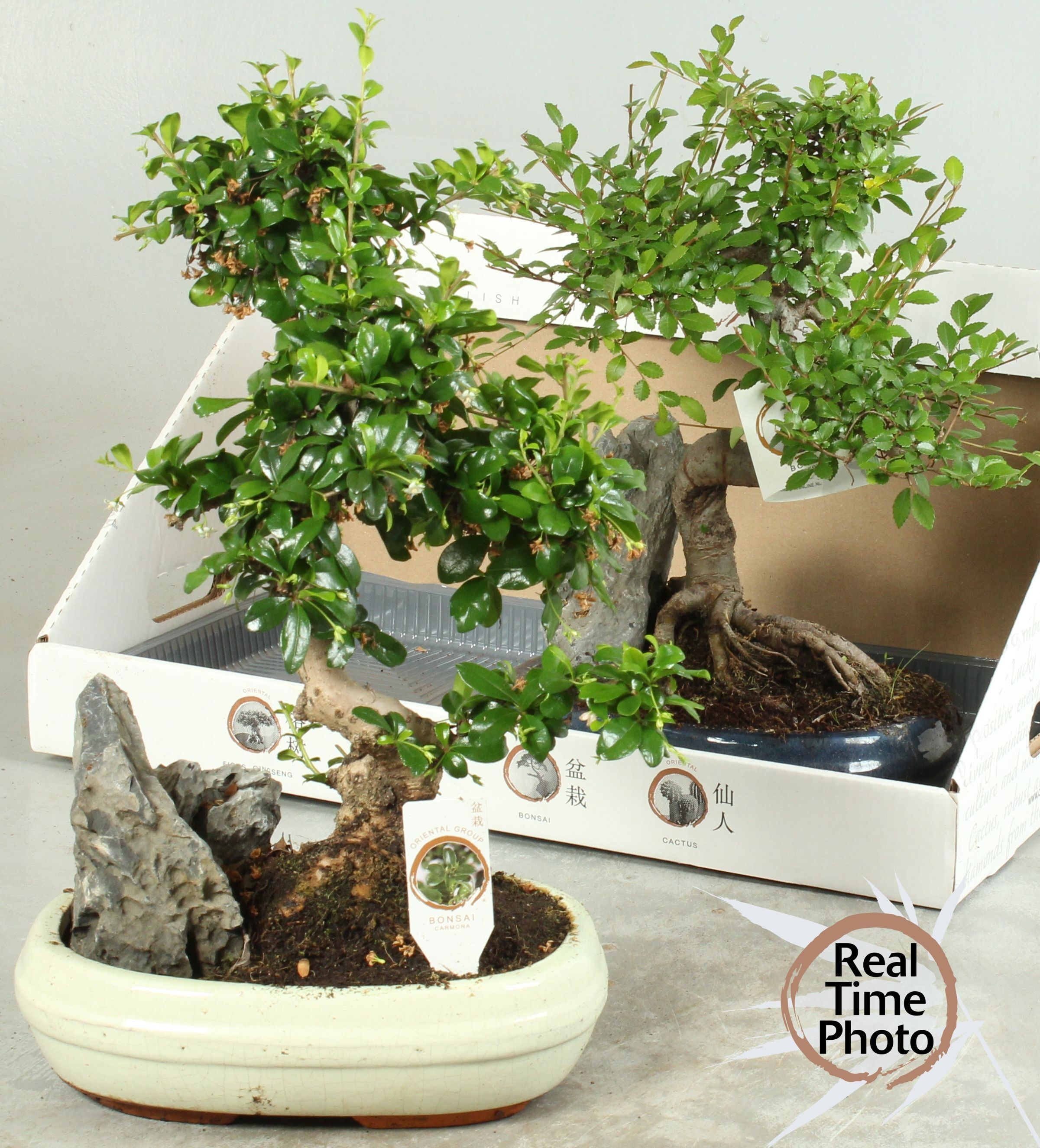 Bonsai mixed a piece | Gardenline
