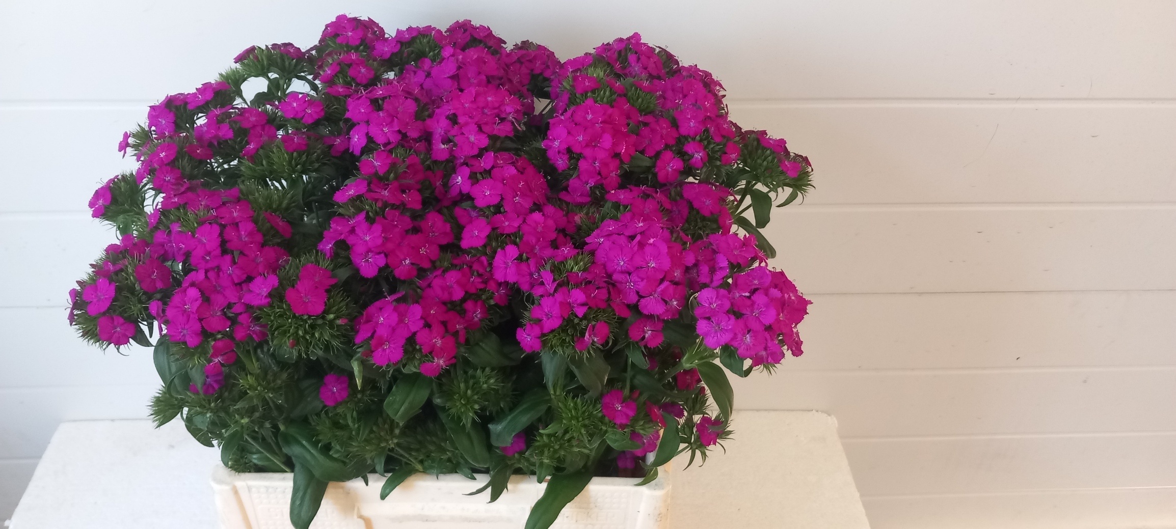 Dianthus Barb Neon Purple 52cm