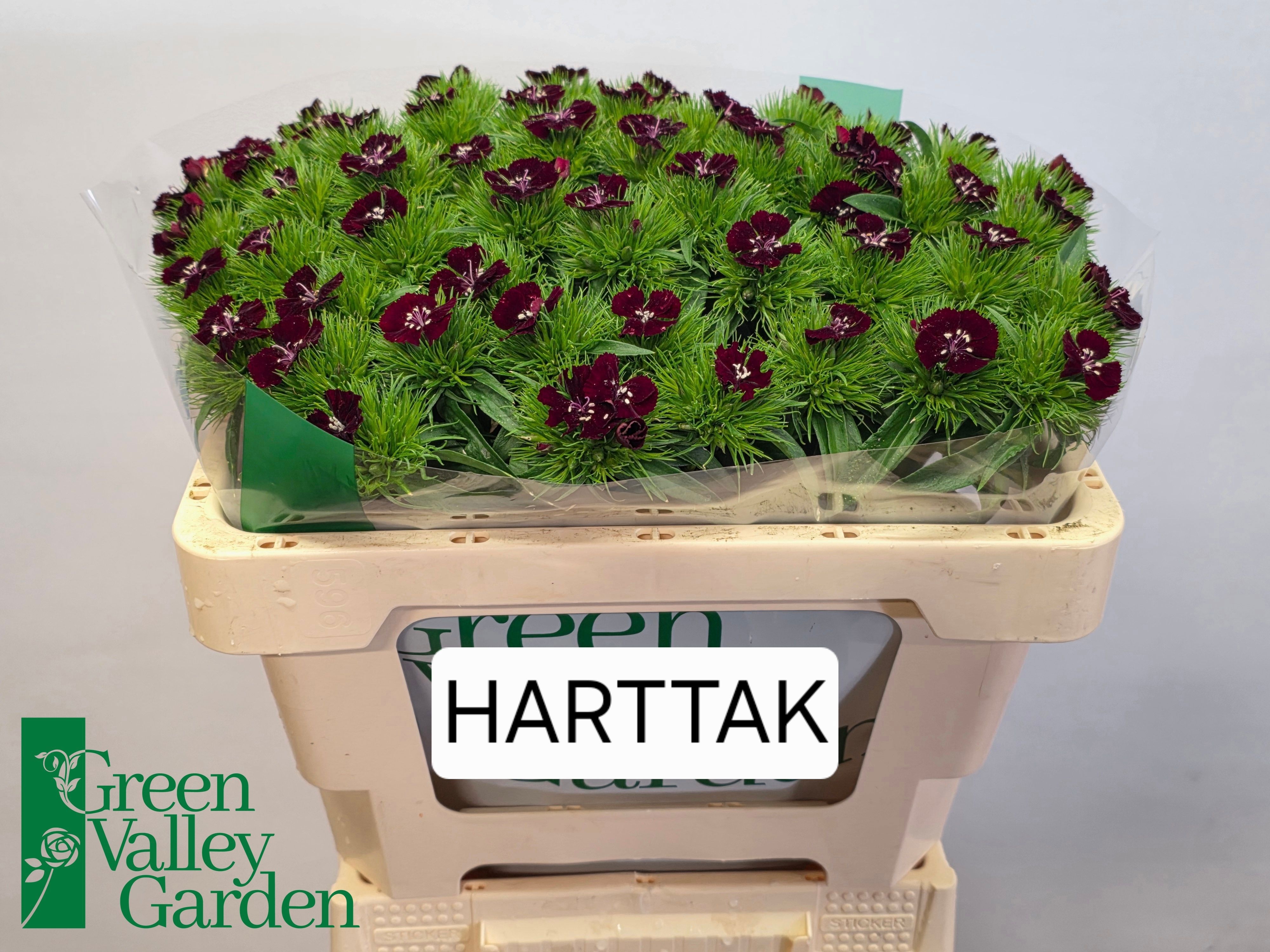 Dianthus Barb Sweet Will Black Cherry 50cm