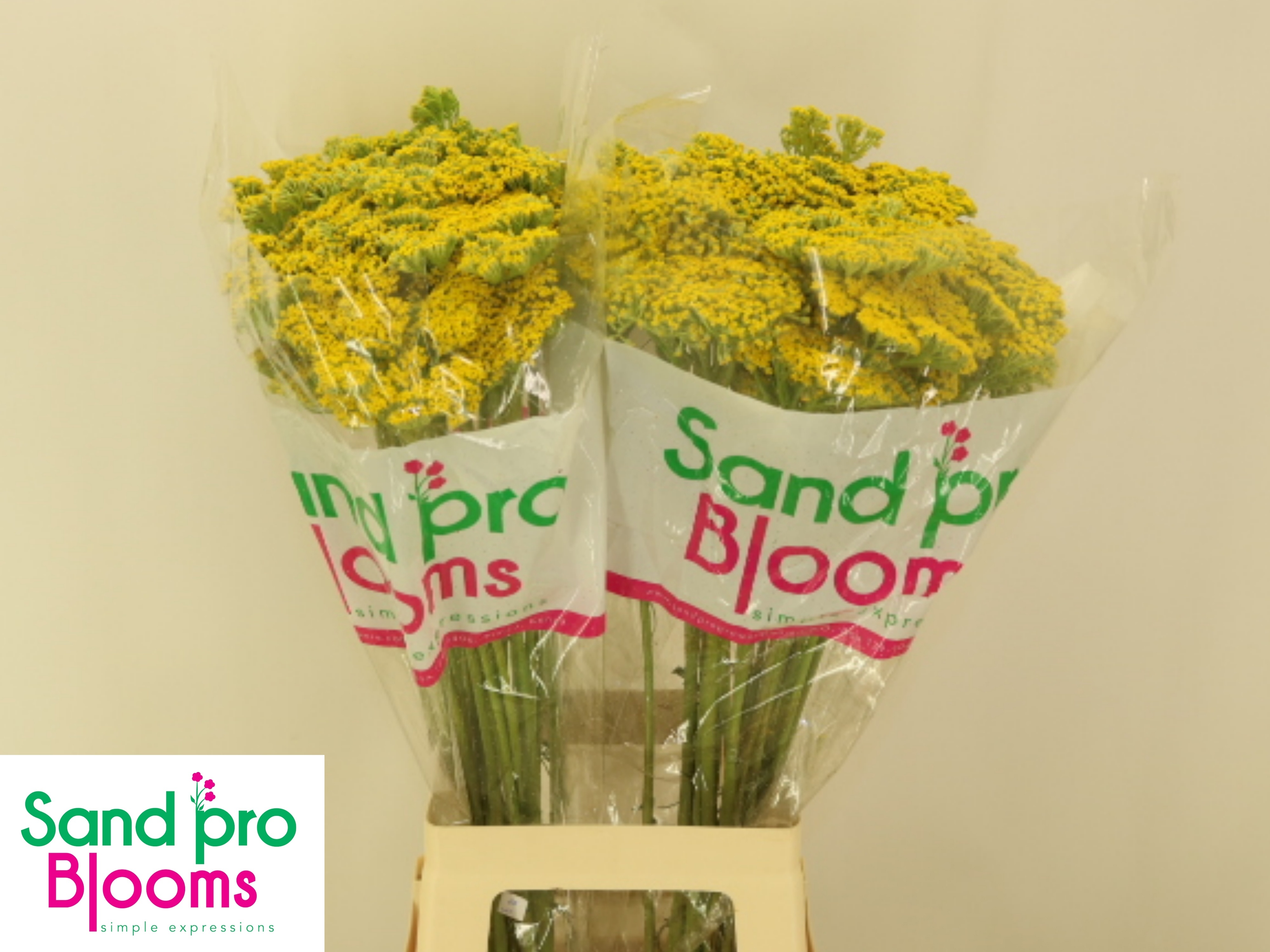 Achil F Park Variety