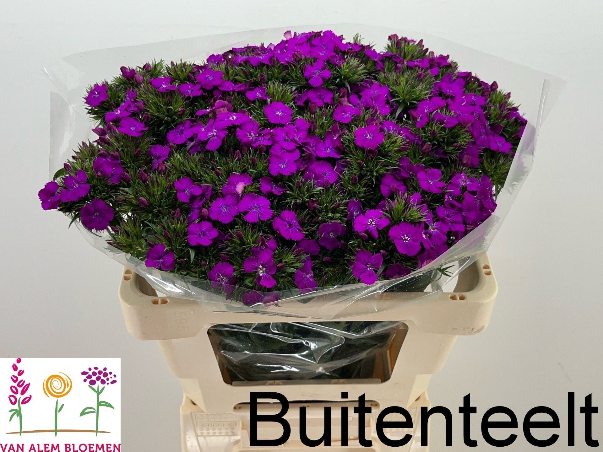 Dianthus Barb Neon Purple 55cm