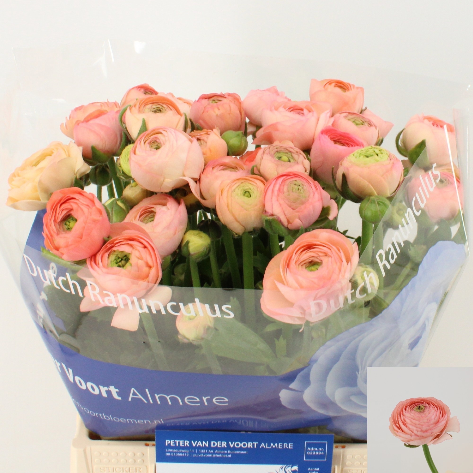 Ranunculus Elegance Salmon 40cm 25gr.