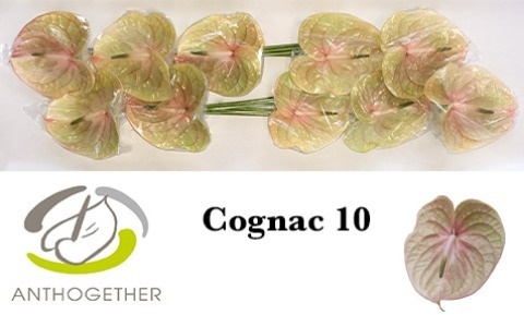 Anth A Cognac X10