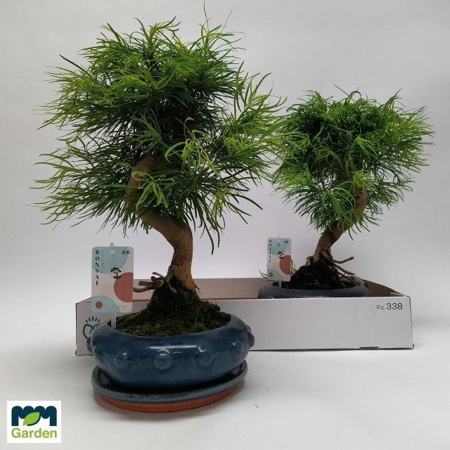 Bonsai XL Tipo ? | Gardenline