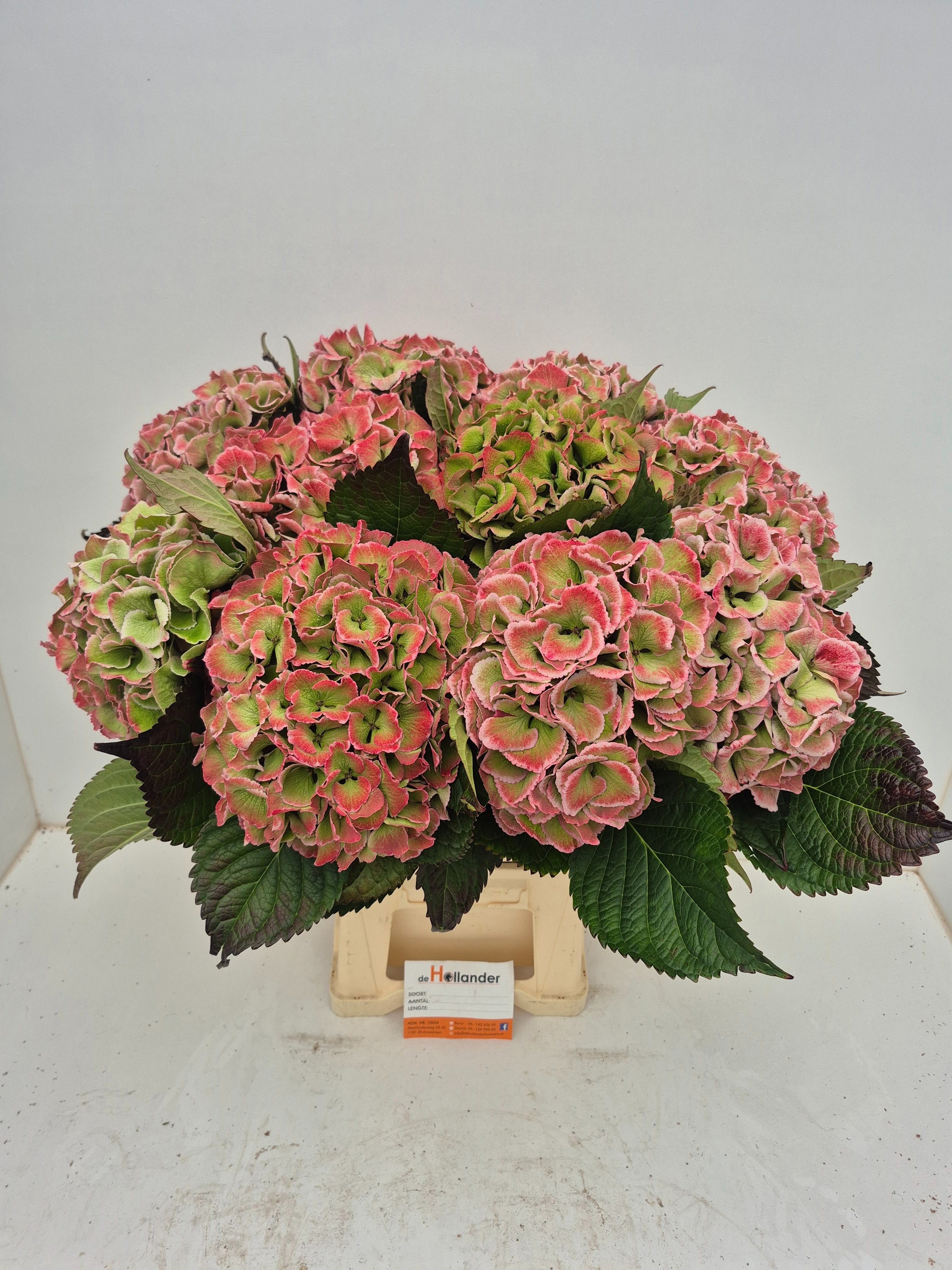 Hydrangea