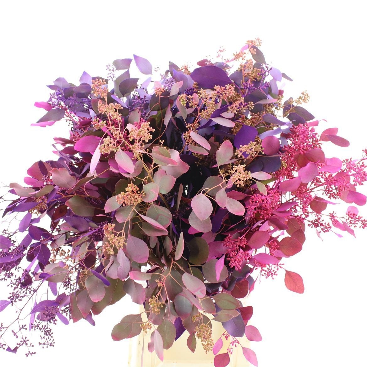 Eucalyptus Populus Painted Red Berry Per Bunch 60cm 300gr.