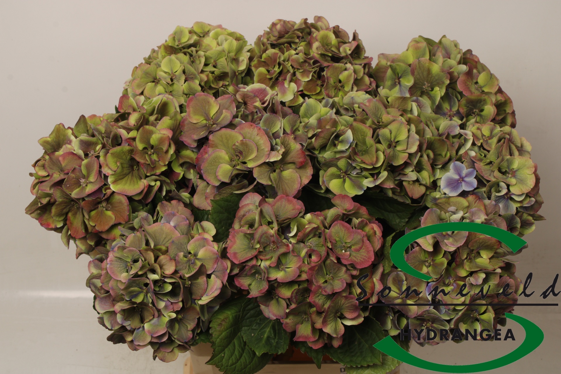 Hydrangea Harlekijn Cla 60cm 20Ø