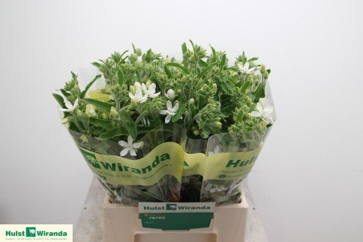 Oxypetal Alba 40cm 10gram