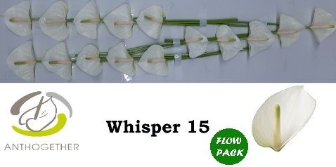 Anth A Whisper X15