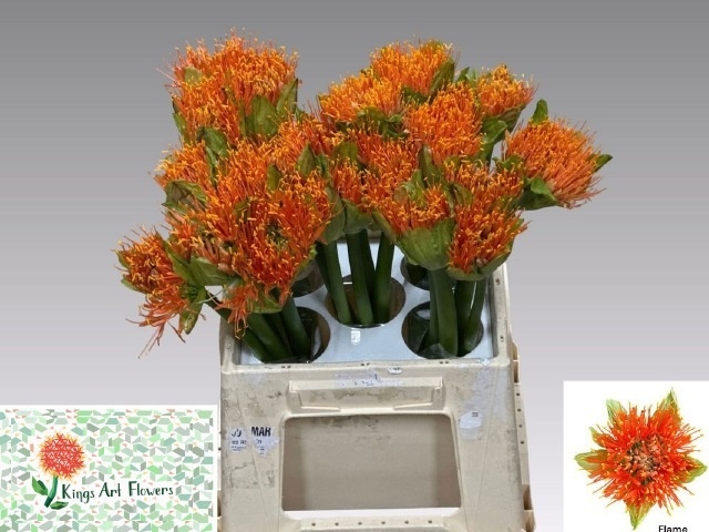 Scad M Flame