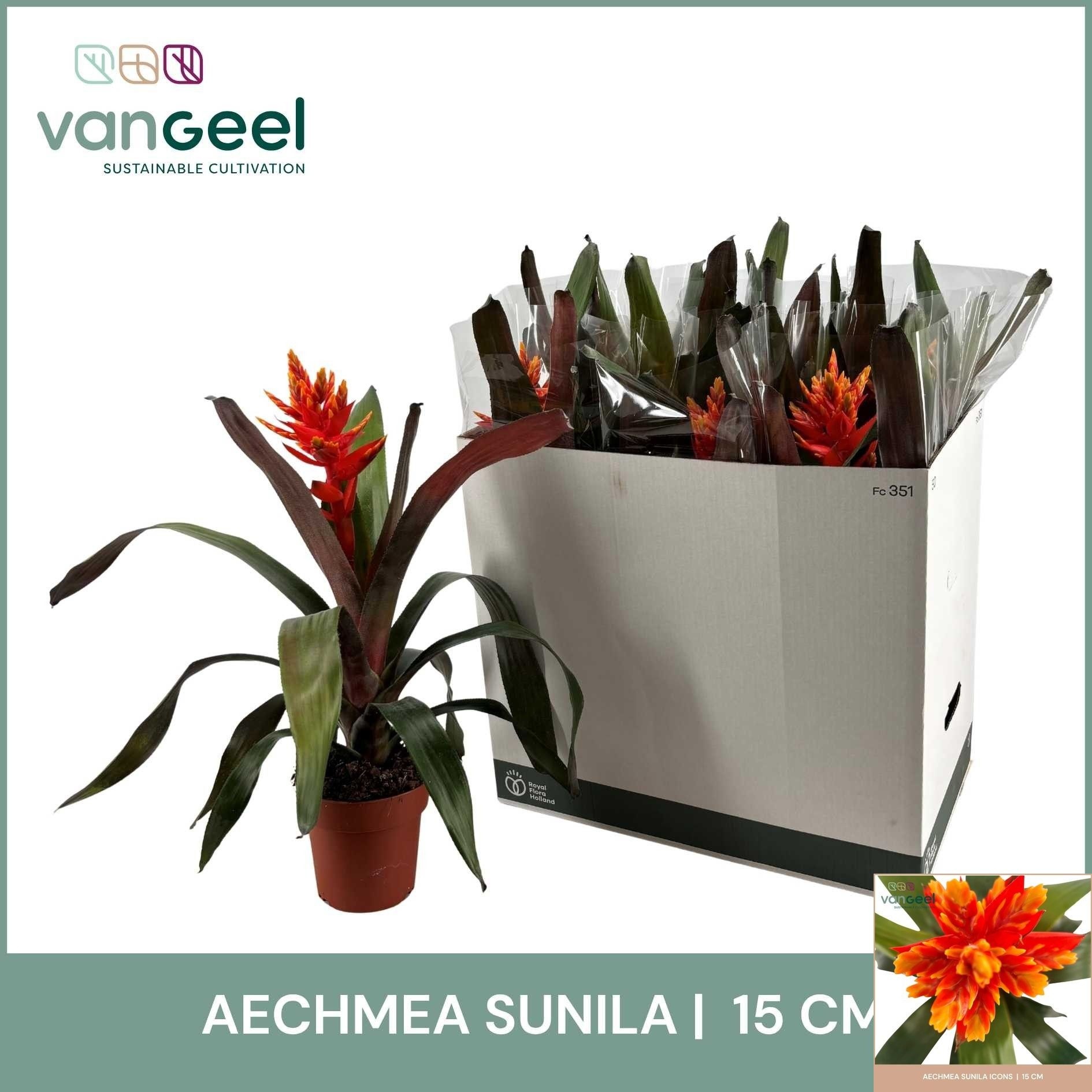 Aechmea Sunila