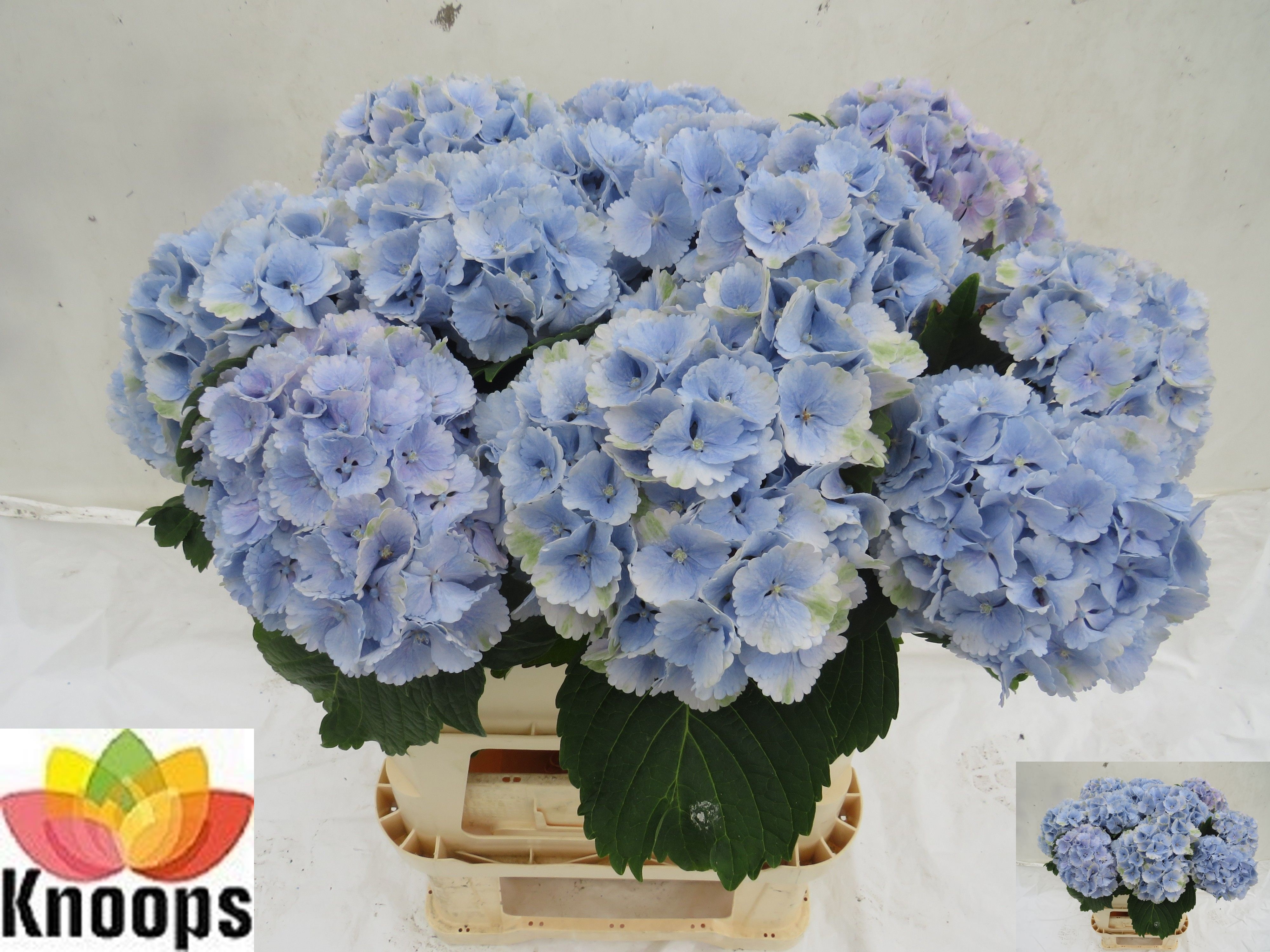 Hydrangea | Order your Hydrangea now in our webshop! | Greenflor