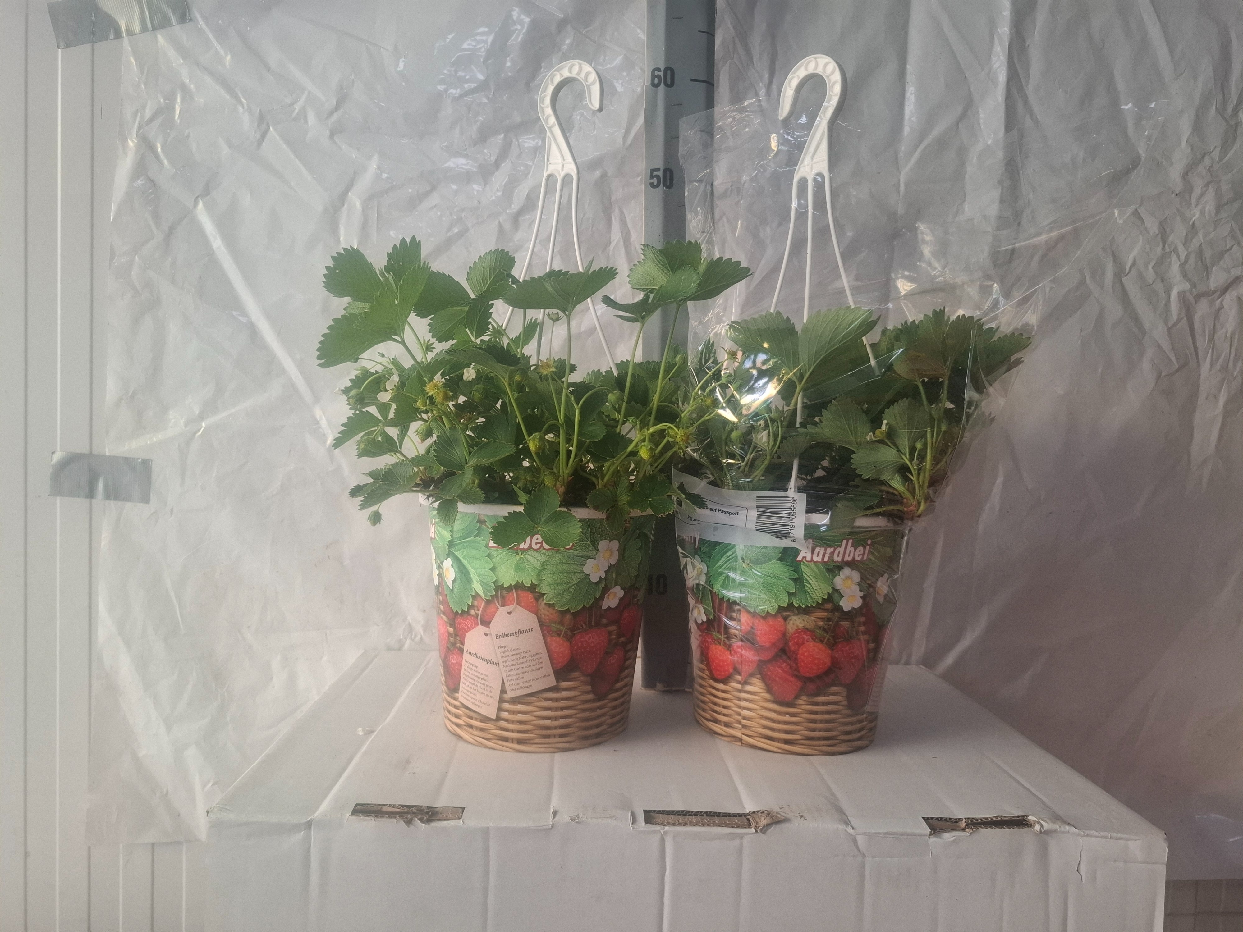 Fragaria Overig