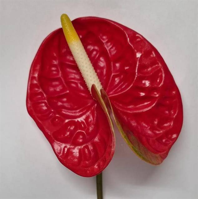 Anthurium (Andreanum) Amigo Improved ANTH A AMIGO IMPROVE | Gardenline