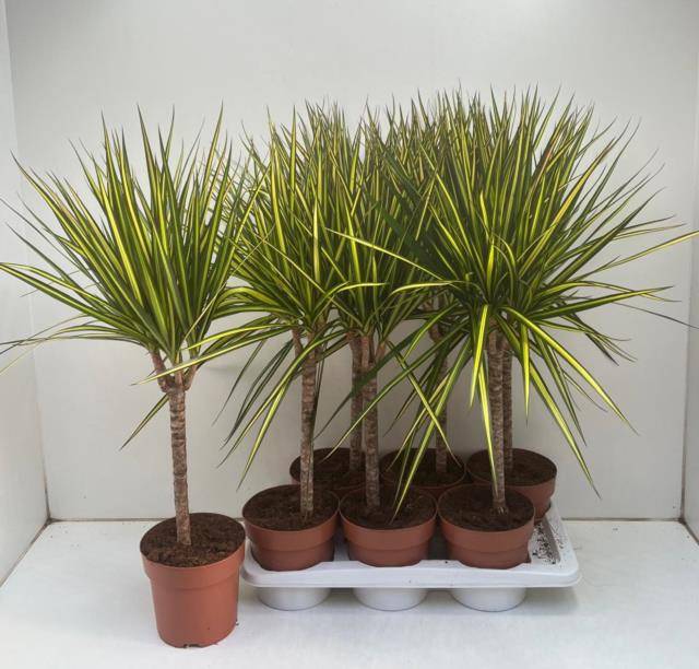 drachenbaum palmenerde Dracaena Compacta main image 1