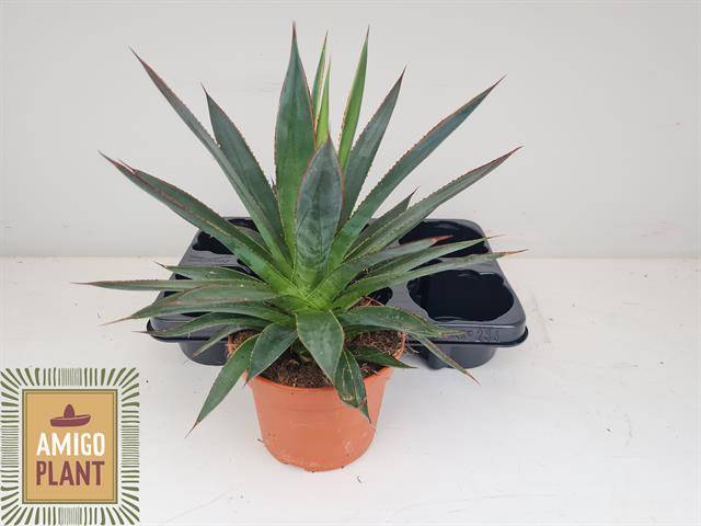 Agave 'Shaka Zulu' AGAV SHAKA ZULU | Gardenline