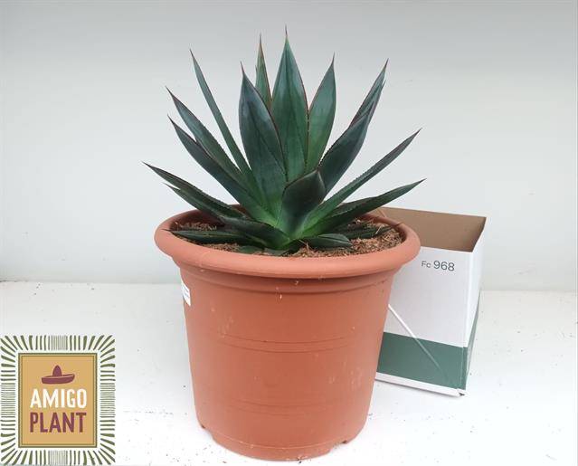 Agave 'Shaka Zulu' AGAV SHAKA ZULU | Gardenline