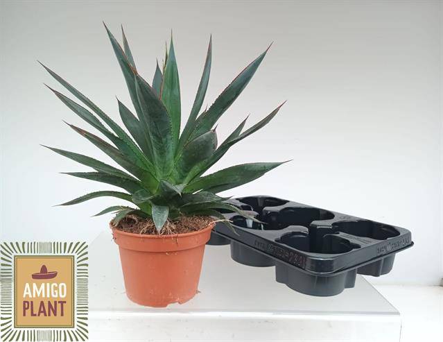 Agave 'Shaka Zulu' AGAV SHAKA ZULU | OZ Planten