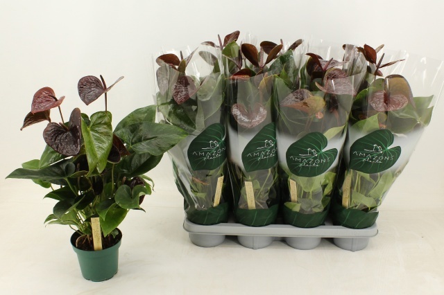 Anthurium (Andreanum) Essencia | Gardenline