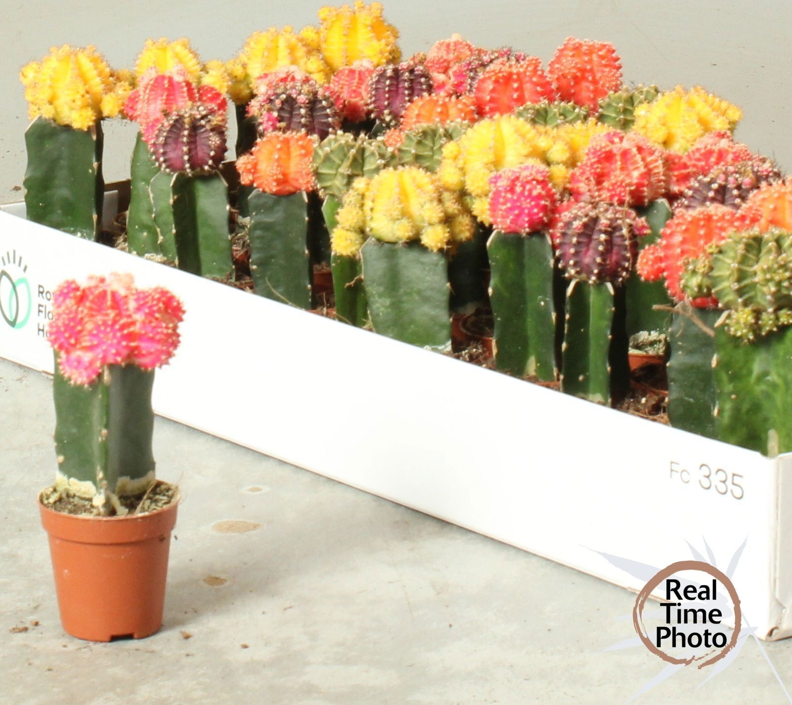 Gymnocalycium mih. Japan mixed | Gardenline